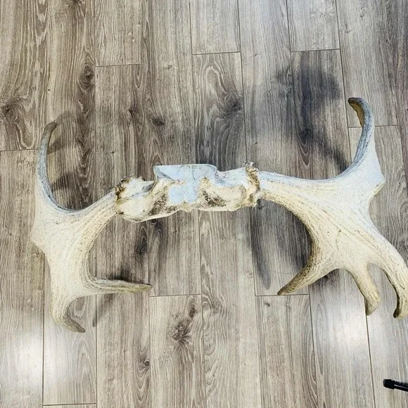 Naturally Shed Wild Moose Antler (Horn, Knife, Carving, Chew, Taxidermy) Full - Picture 14 of 16